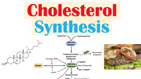 Cholesterol Synthesis In Liver