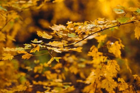 Premium Photo | A tree branch with autumn leaves