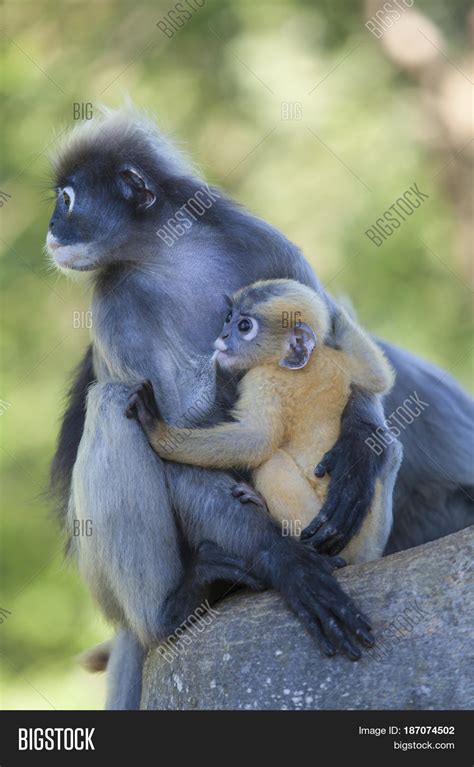 Dusky Leaf Monkey Image & Photo (Free Trial) | Bigstock