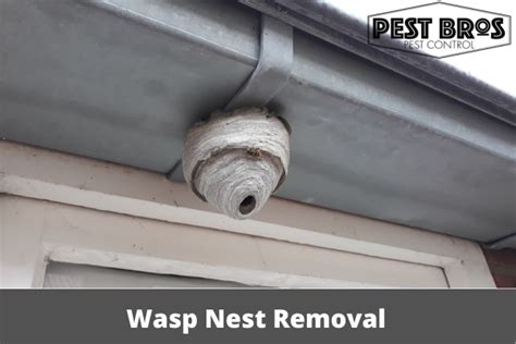 Wasp Nest Removal: DIY Techniques and When to Call Professionals