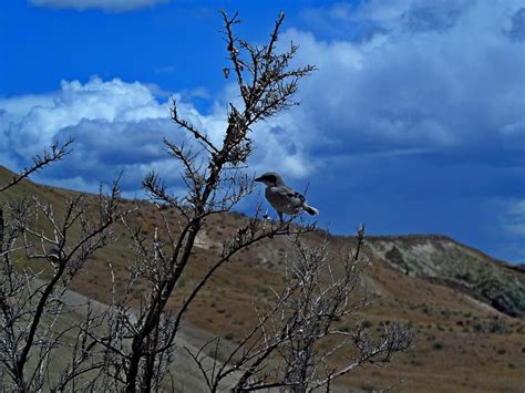 Bird in the Owyhee Photograph by Mark Miskiewicz - Fine Art America