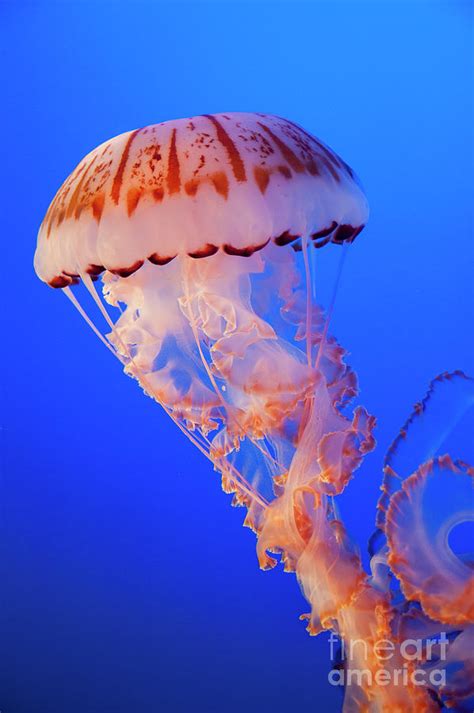 Purple-Striped Jellyfish Photograph by Chad Davis - Pixels