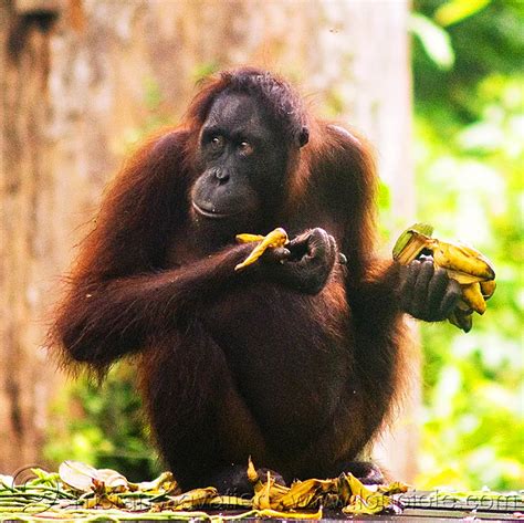 orangutan eating banana, borneo