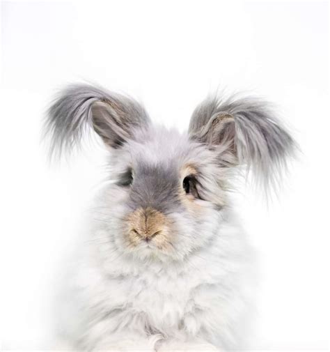 English-angora-rabbit