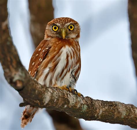 Ferruginous Pygmy-Owl photo - stevemetz photos at pbase.com