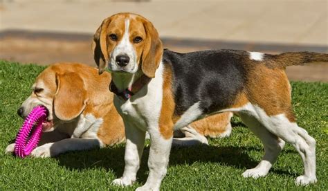 Are Beagles Better in Pairs? - Beagle Care