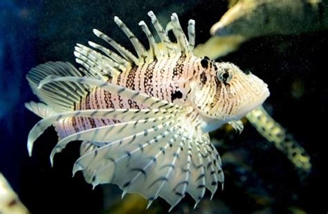 Lionfish - Description, Habitat, Image, Diet, and Interesting Facts