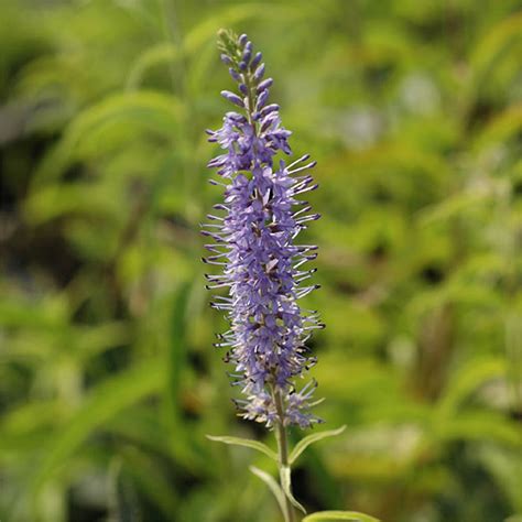 VERONICA SPICATA - Houtmeyers Plantencentrum en Boomkwekerij Laakdal