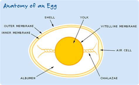 Science of Eggs: Anatomy of an Egg | Exploratorium