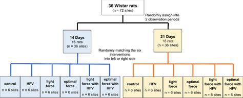 Schematic of study design. Thirty-six Wistar rats (72 sites) were ...