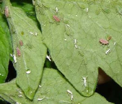 Aphids – On Tomato | Walter Reeves: The Georgia Gardener