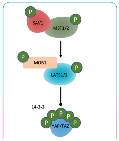 Overview of the Hippo signaling pathway. Hippo signaling is initiated... | Download Scientific ...