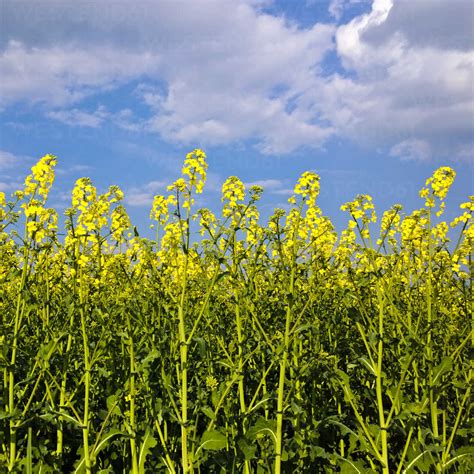 Rapeseed, canola fields, spring, flowering fruit trees, apple tree stock photo