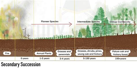 Ecological Succession Definition, Types, Stages, Diagram