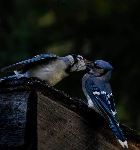 Blue Jay feeding youngster | I so enjoy the early morning fe… | Flickr