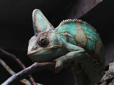 70+ Types of Chameleons (With Pictures): Chameleon Species Guide