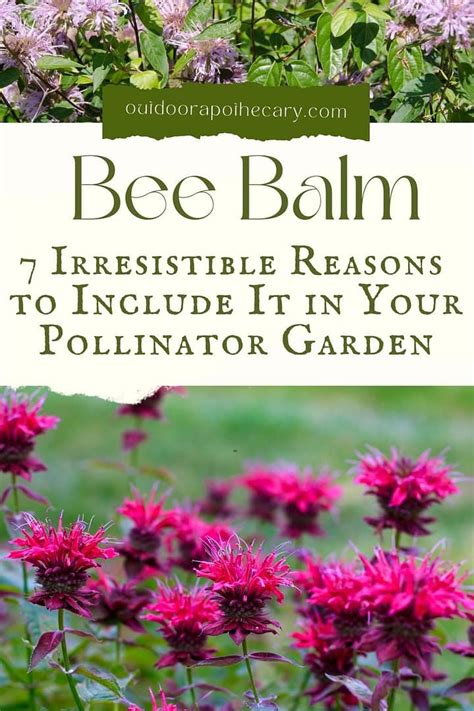 Bee Balm: 7 Irresistible Reasons To Include It In Your Pollinator ...