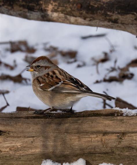 Identification of 11 Sparrow Species: a Photographic Guide | Miles Hearn