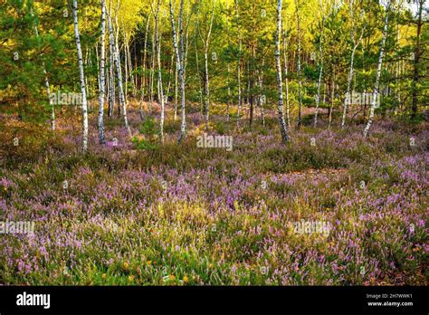 Autumn landscape of mixed forest with undergrowth shrub of common heather - latin Calluna ...