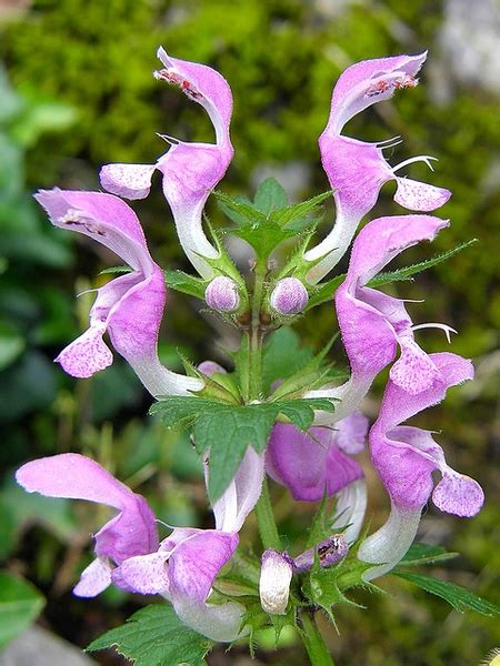 Lamium maculatum (Dead Nettle, Lamium, Spotted Dead Nettle) | North Carolina Extension Gardener ...