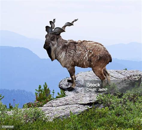 Markhoor In Wildness Area Stock Photo - Download Image Now - Markhor, Uzbekistan, Animal ...