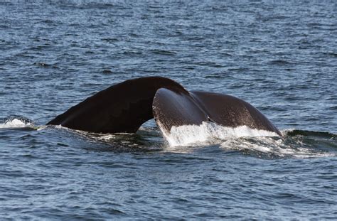 Blue Ocean Society's Whale Sightings