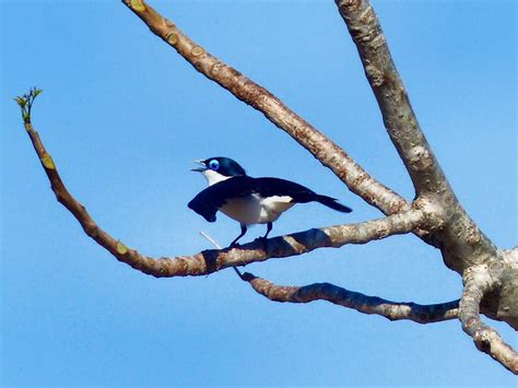 Madagascar: Birds of Madagascar – Travel2Unlimited