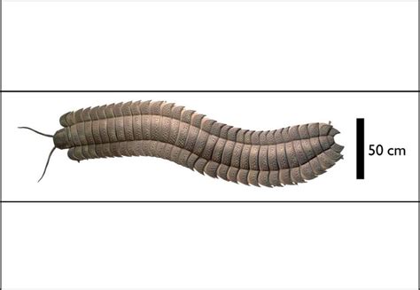 Archaeologists Excavate Fossil Of Car-Sized Millipede In England