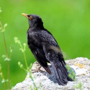 Common Blackbird - Facts, Diet, Habitat & Pictures on Animalia.bio