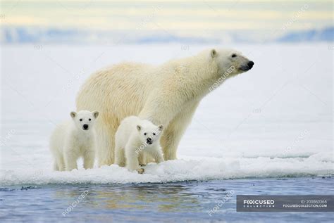 Polar bear with cubs hunting on pack ice on Svalbard Archipelago, Arctic Norway — animals ...