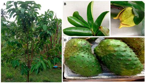 IJMS | Free Full-Text | Annona muricata (Annonaceae): A Review of Its Traditional Uses, Isolated ...