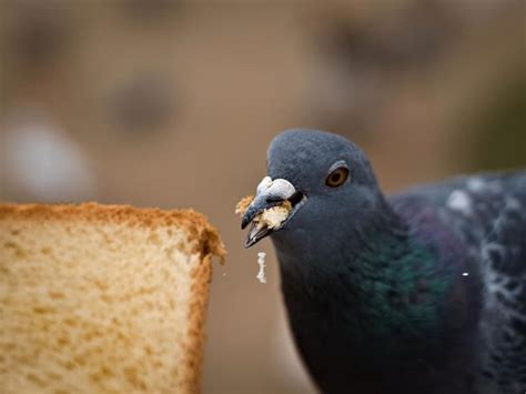 Can Birds Eat Bread? (All You Need To Know) | Birdfact