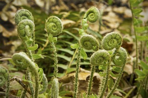 Christmas Fern | Direct Native Plants