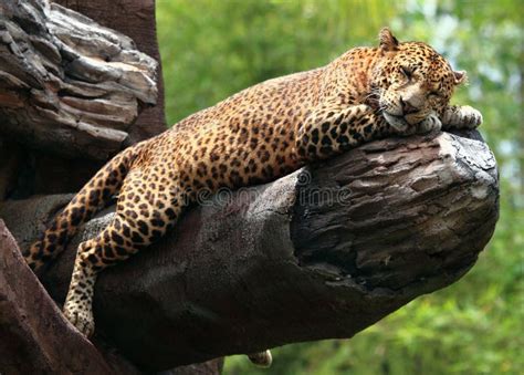 Sleeping Leopard stock image. Image of travel, tropics - 11767781