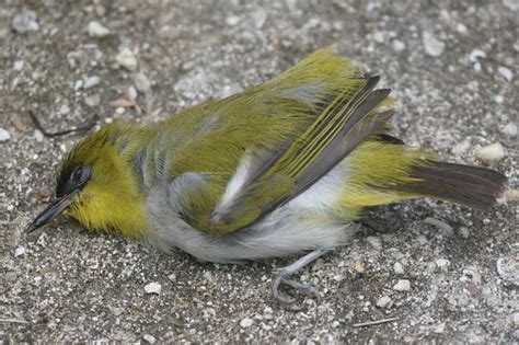 New Bird Species Discovered | ScienceBlogs