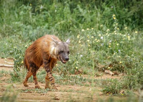 22 Brown Hyena Facts: Habitat, Diet, Strandwolf Size | Storyteller Travel