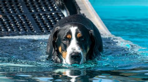 4 Best Dog Pool Ramp Reviews to Keep Your Pet Safe (2024)