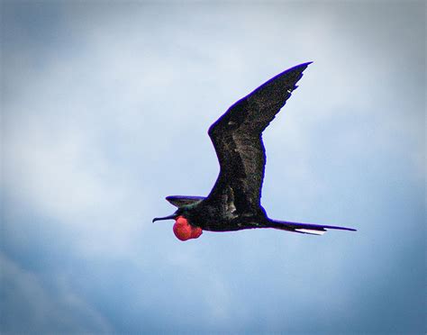 Magnificent Frigate Bird in flight Photograph by Richard Smith