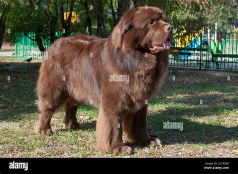 Brown Newfoundland dog in the park Stock Photo - Alamy