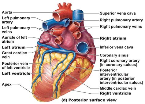 Posterior Diagram Of Heart