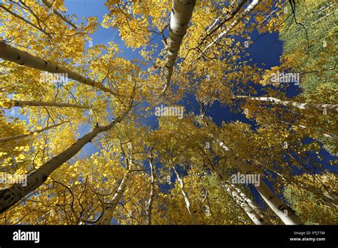 Fall colors in the mountains, Big Cottonwood canyon, Salt Lake City, Utah Stock Photo - Alamy