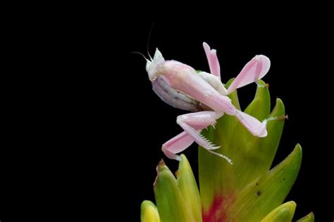 Premium Photo | Beautiful pink orchid mantis on flower with natural background