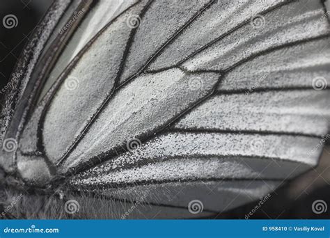 Butterfly wing close up stock photo. Image of wing, butterfly - 958410