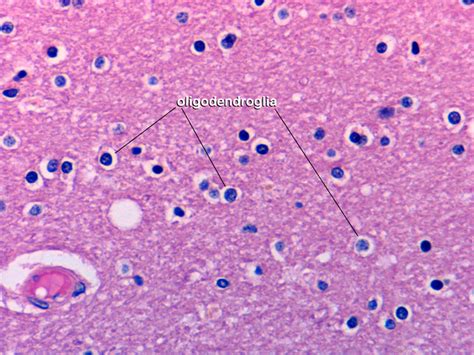 Oligodendrocyte Histology