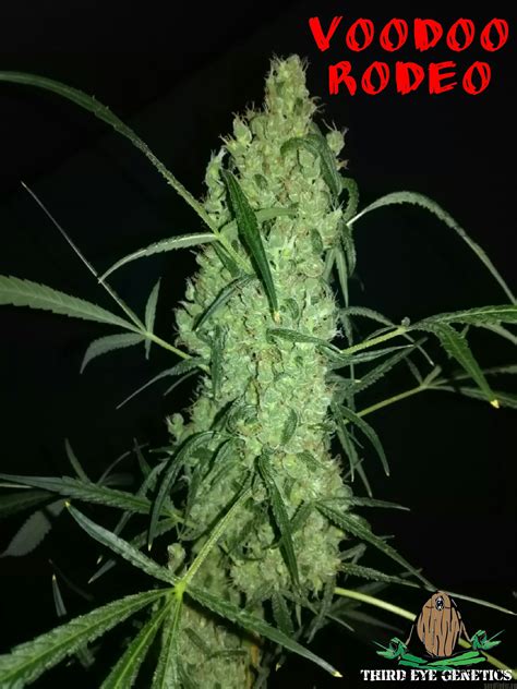 Voodoo Rodeo (Third Eye Genetics) :: Cannabis Strain Info