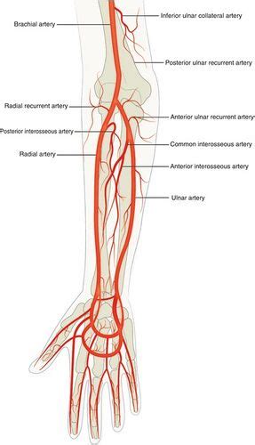 Radial Artery - Physiopedia