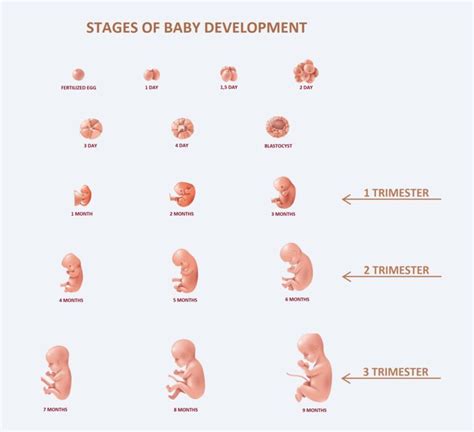 How A Baby (Fetal) Development In First Second & Third Trimester?