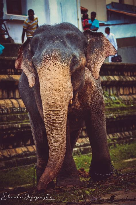 Sri lanka elephant, elephants, natural, perahera, sri lanka, sri lanka ...