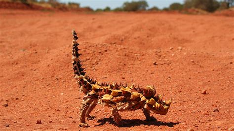 15 extraños animales del desierto - Revista Interesante