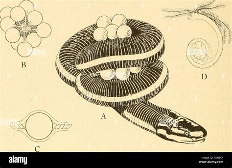 Caecilian eggs hi-res stock photography and images - Alamy